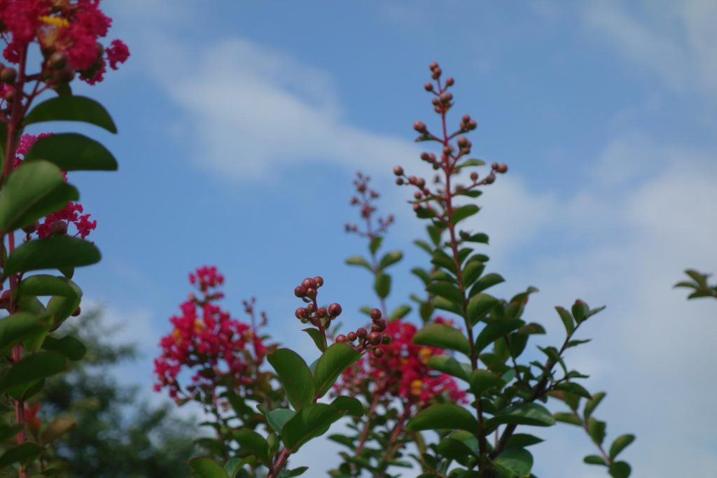 写真：植樹したサルスベリ1