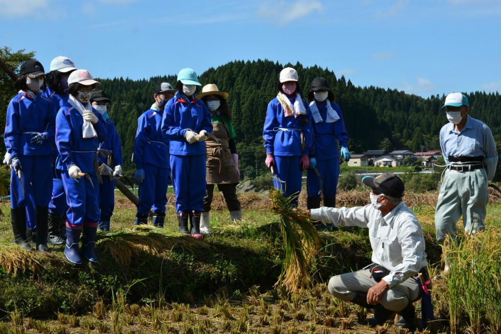 写真：稲刈りの様子1