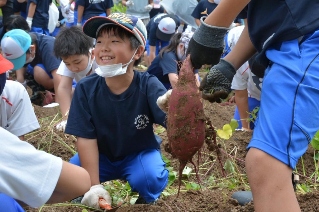 写真：さつまいもの収穫の様子1