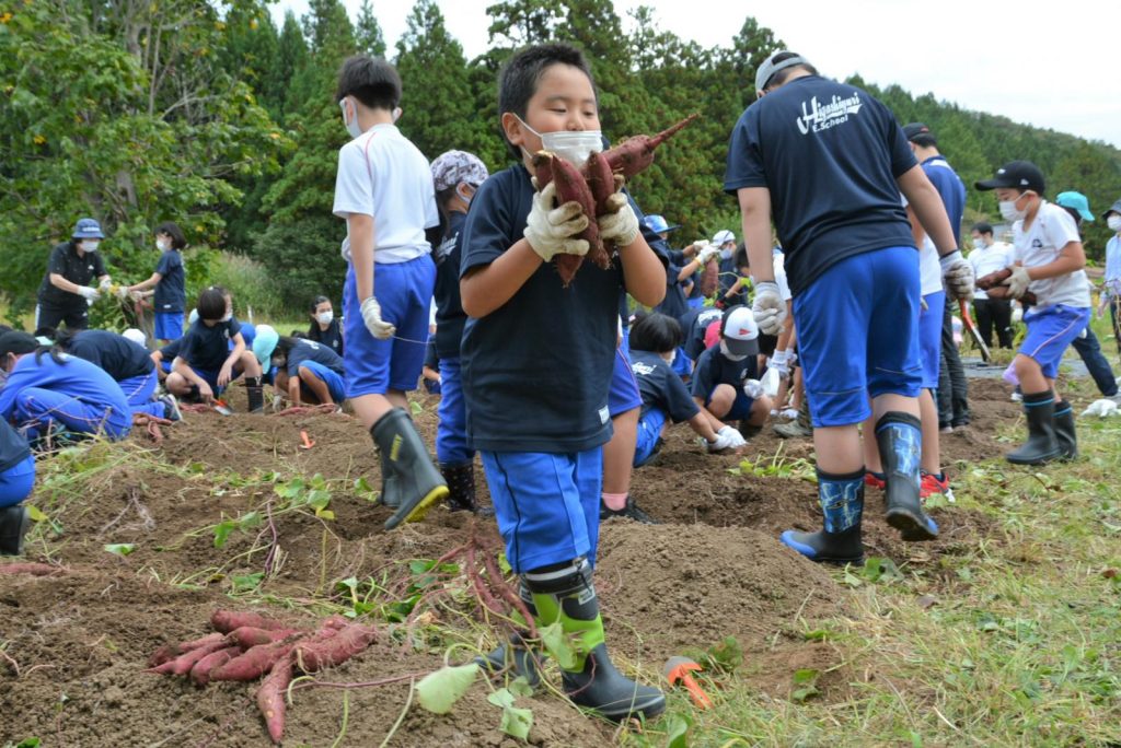 写真：さつまいもの収穫の様子4