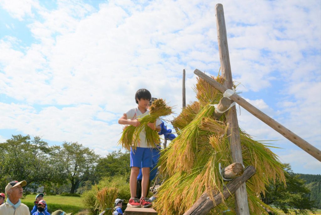写真：稲刈りをする児童の様子7