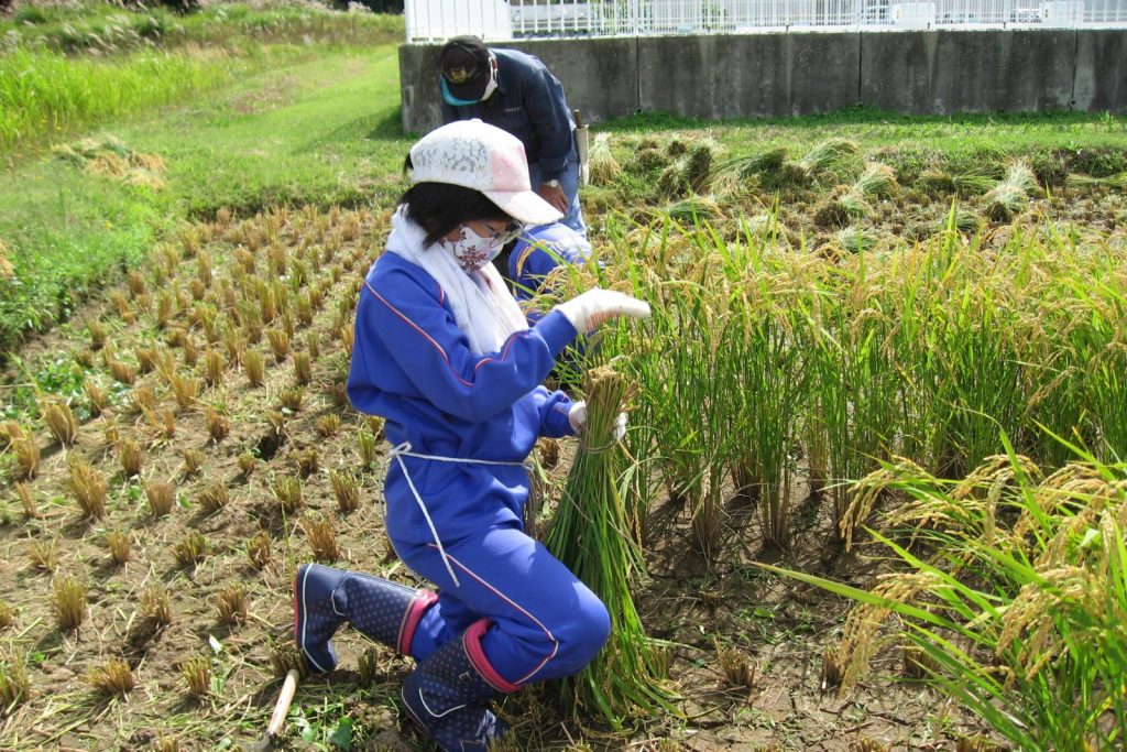 写真：稲刈りの様子5