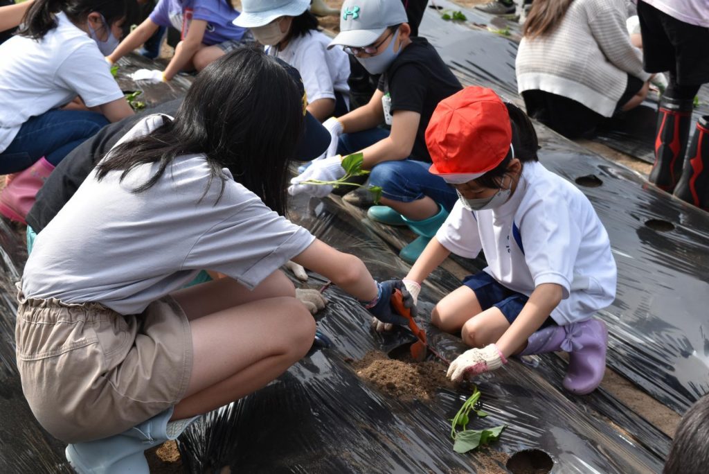 写真：サツマイモを植えの様子4