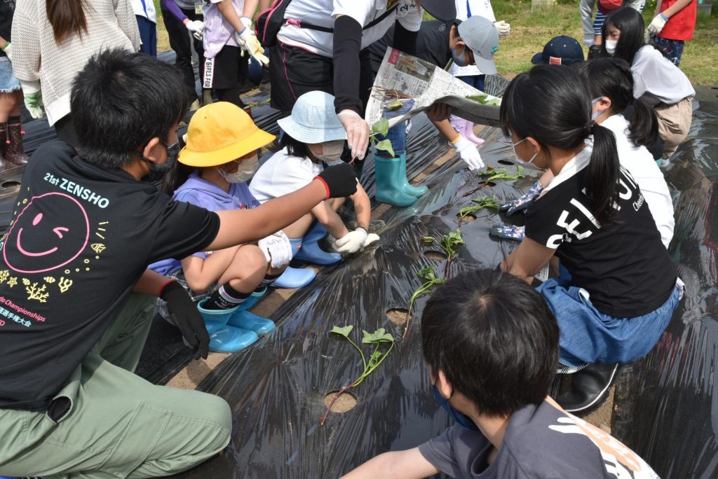 写真：サツマイモを植えの様子3