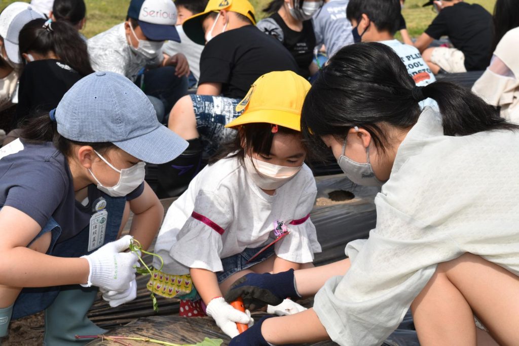 写真：サツマイモを植えの様子2