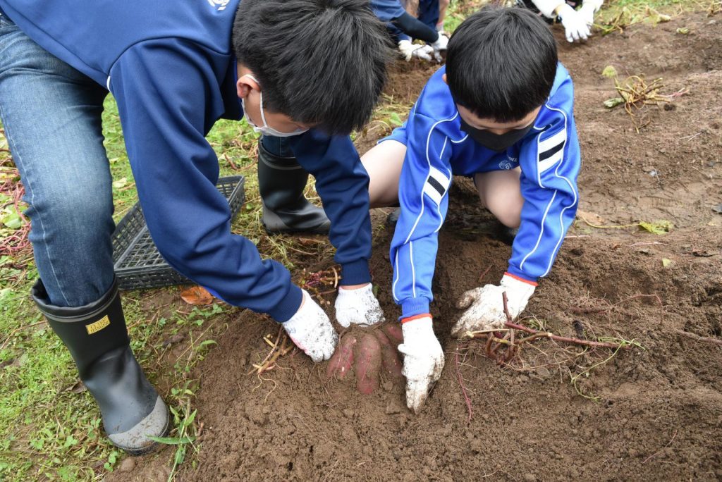 写真：イモ堀りの様子